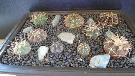 Grup de 9 Gymnocalycium; G. friedrichii AD
G. spegazzinii
G. mesopotamicum
G. mazanense (hossei)
G. hyptiacanthum ssp uruguayense
G. berchtii
G. spegazzinii ssp cardenasianum
G. stellatum
G. oenanthemum ssp carminanthum
