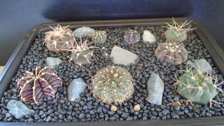 Grup de 9 Gymnocalycium; G. friedrichii AD
G. spegazzinii
G. mesopotamicum
G. mazanense (hossei)
G. hyptiacanthum ssp uruguayense
G. berchtii
G. spegazzinii ssp cardenasianum
G. stellatum
G. oenanthemum ssp carminanthum
