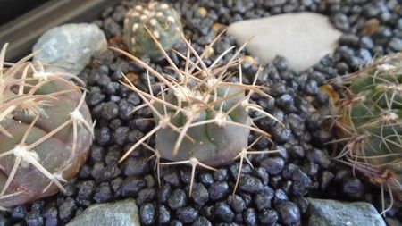 Gymnocalycium mazanense (Gymnocalycium hossei), P223 Sierra de Velasco, AR