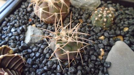 Gymnocalycium mazanense (Gymnocalycium hossei), P223 Sierra de Velasco, AR