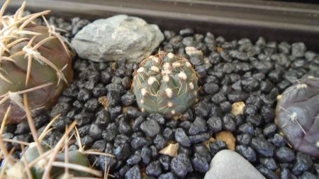 Gymnocalycium hyptiacanthum ssp. uruguayense