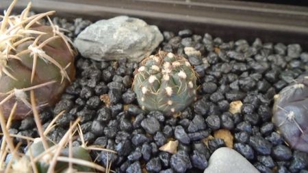 Gymnocalycium hyptiacanthum ssp. uruguayense