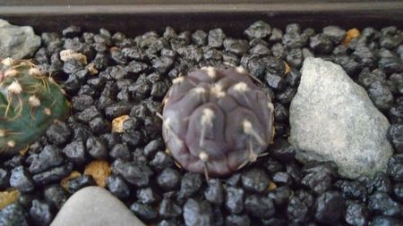 Gymnocalycium berchtii