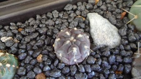 Gymnocalycium berchtii