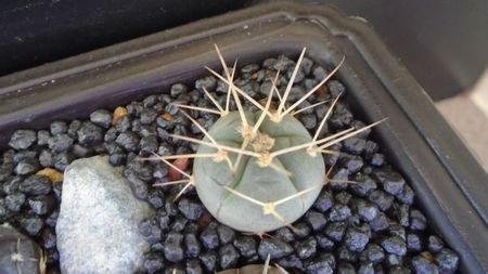 Gymnocalycium spegazzinii ssp. cardenasianum