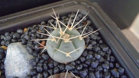 Gymnocalycium spegazzinii ssp. cardenasianum