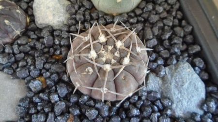 Gymnocalycium stellatum