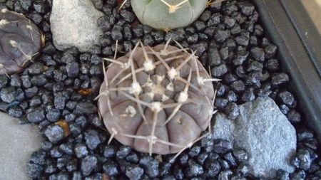 Gymnocalycium stellatum