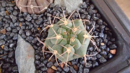 Gymnocalycium oenanthemum ssp. carminanthum