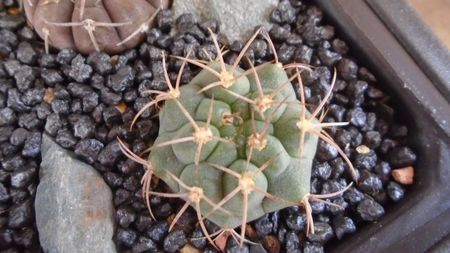 Gymnocalycium oenanthemum ssp. carminanthum