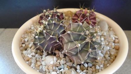 Gymnocalycium friedrichii bicefal