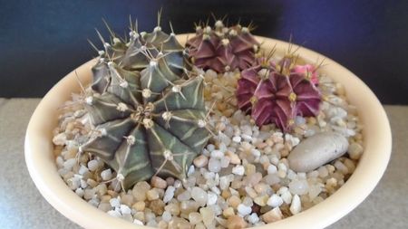 Grup de 4 Gymnocalycium friedrichii; Gymnocalycium friedrichii (clorofil-deficitar)
Gymnocalycium friedrichii hb. (friedrichii X LB 2178 Agua Dulce)
Gymnocalycium friedrichii bicefal
