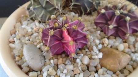 Gymnocalycium friedrichii (clorofil-deficitar)