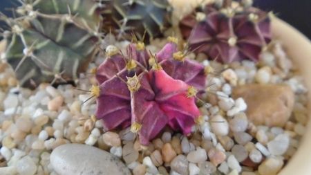 Gymnocalycium friedrichii (clorofil-deficitar)