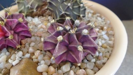 Gymnocalycium friedrichii hb. (friedrichii X LB 2178 Agua dulce)