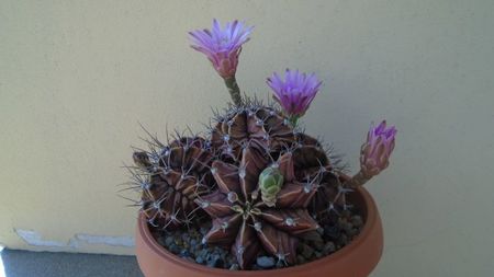 Gymnocalycium friedrichii (stenopleurum), colonie