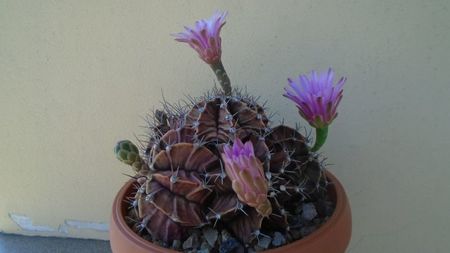 Gymnocalycium friedrichii (stenopleurum), colonie