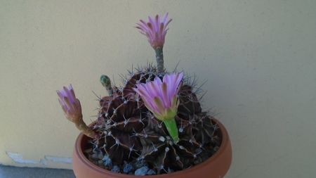 Gymnocalycium friedrichii (stenopleurum), colonie