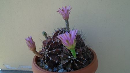 Gymnocalycium friedrichii (stenopleurum), colonie