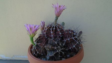 Gymnocalycium friedrichii (stenopleurum), colonie