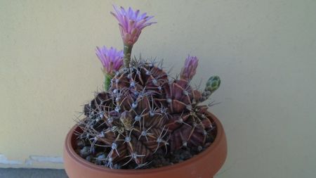 Gymnocalycium friedrichii (stenopleurum), colonie