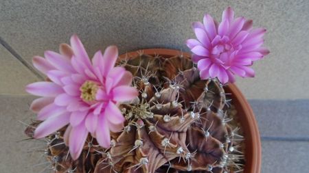 Gymnocalycium friedrichii (stenopleurum), colonie