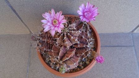 Gymnocalycium friedrichii (stenopleurum), colonie