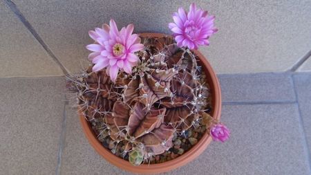 Gymnocalycium friedrichii (stenopleurum), colonie