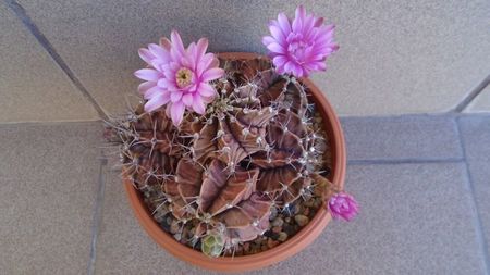 Gymnocalycium friedrichii (stenopleurum), colonie