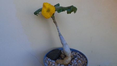 Uncarina roeoesliana