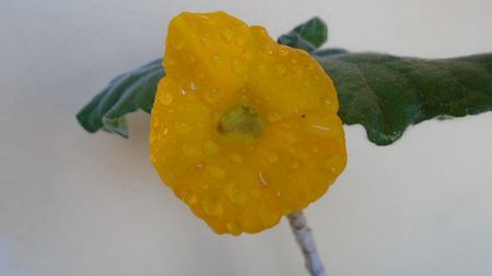 Uncarina roeoesliana