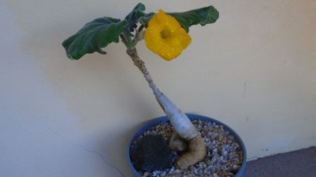 Uncarina roeoesliana