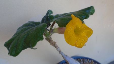 Uncarina roeoesliana