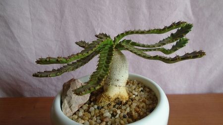 Euphorbia stellata