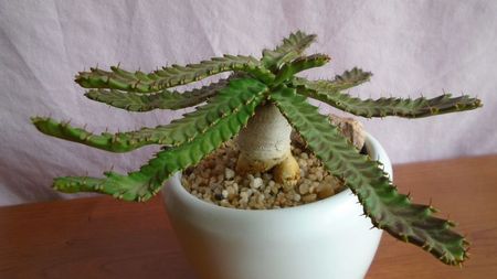 Euphorbia stellata