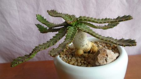 Euphorbia stellata