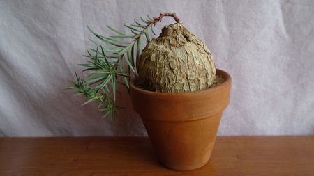 Euphorbia trichadenia