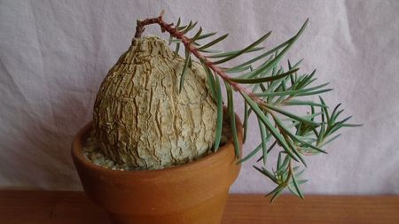 Euphorbia trichadenia