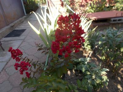 lagerstroemia-liliac indian rosu-80cm-40ron-epuizat