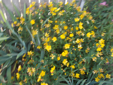hipericum calycinum-20ron