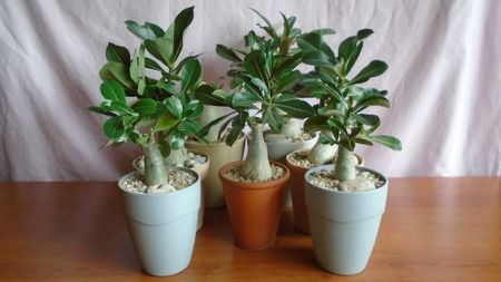 Diverse varietati de Adenium obesum