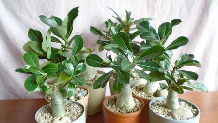 Diverse varietati de Adenium obesum