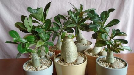 Diverse varietati de Adenium obesum