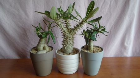 Diverse varietati de Pachypodium