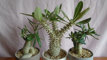 Diverse varietati de Pachypodium