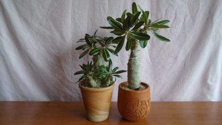 Diverse varietati de Pachypodium