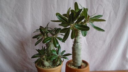 Diverse varietati de Pachypodium