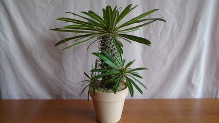 Pachypodium lamerei