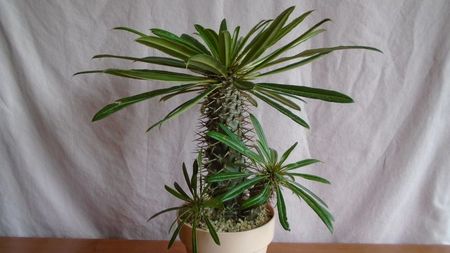 Pachypodium lamerei