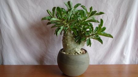 Pachypodium lealii ssp. saundersii